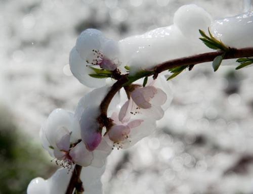 bill ice blossoms