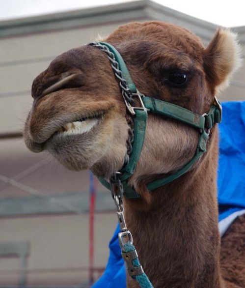 camel smile